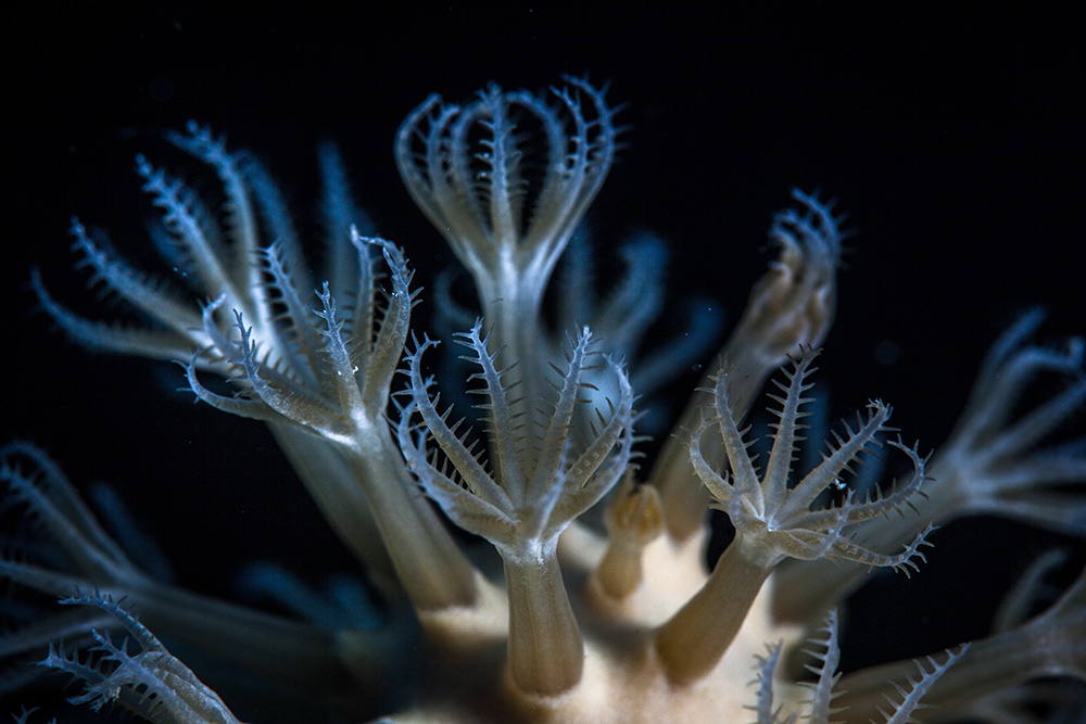 Coral Polyps