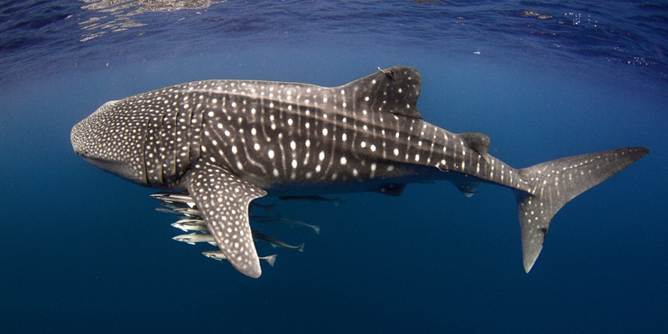 Whale shark on the Ningaloo Reef