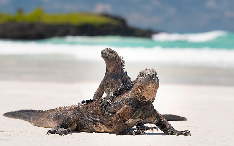 Marine Iguanas