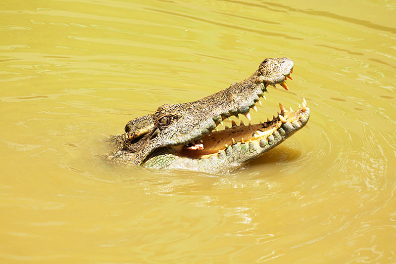 Siamese Crocodile