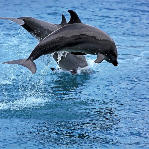 Bottlenose Dolphin, Pamilacan