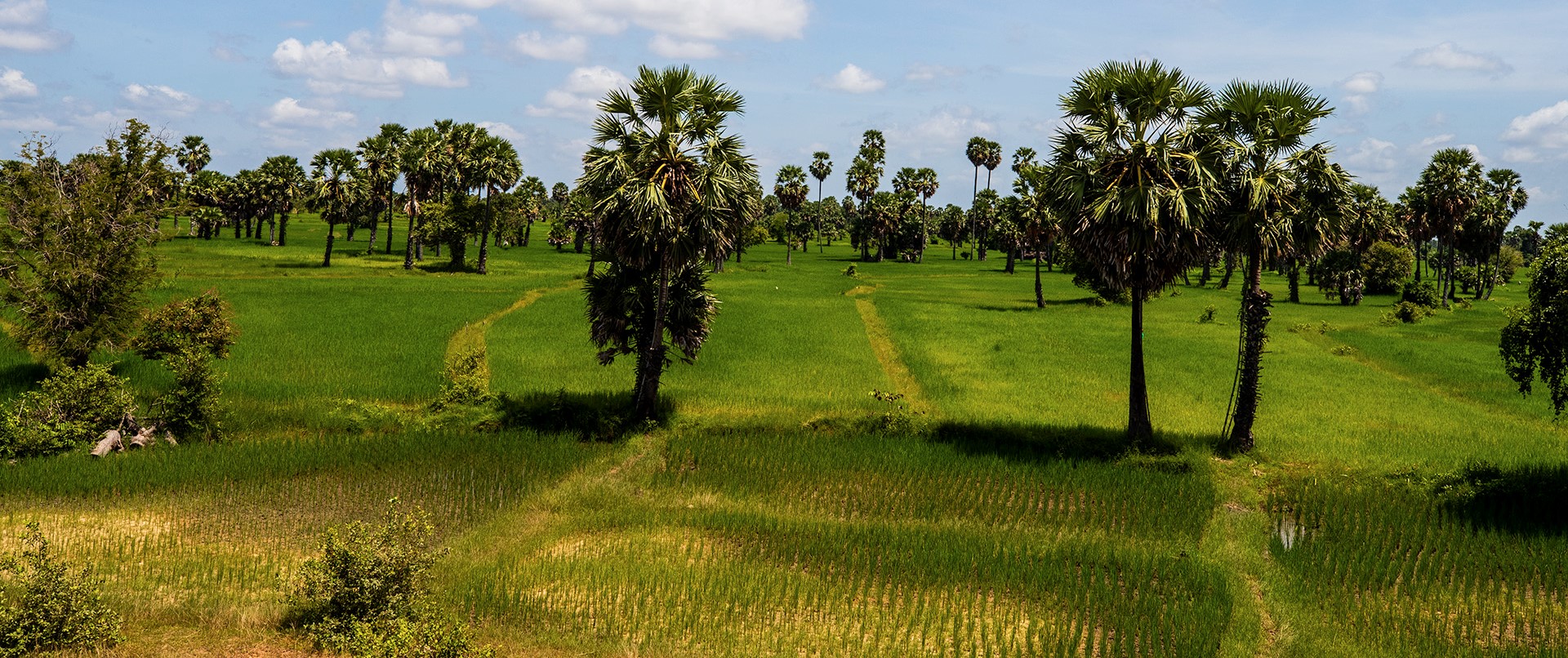 Kampong Chhang Rice Fields