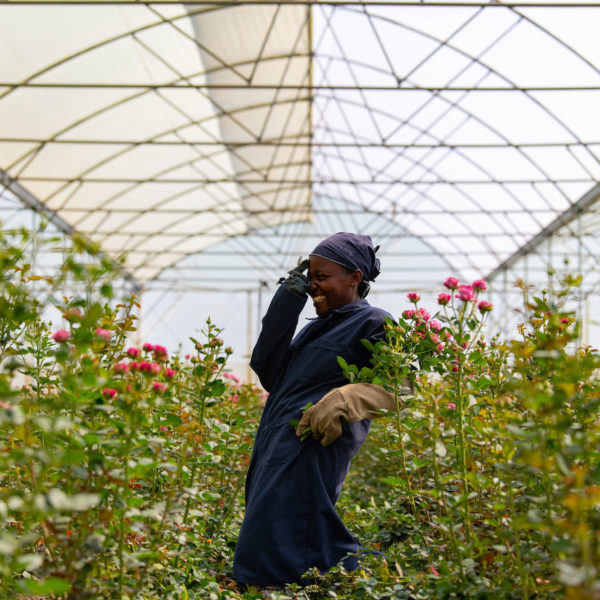 Women working at a flower farm in Lake Naivasha