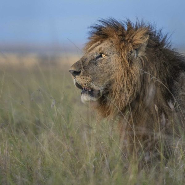 Lion in the Maasai Mara