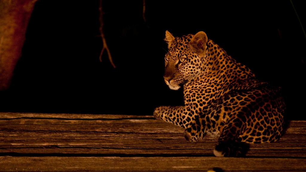 Leopard spotting on the Loldia House night safari