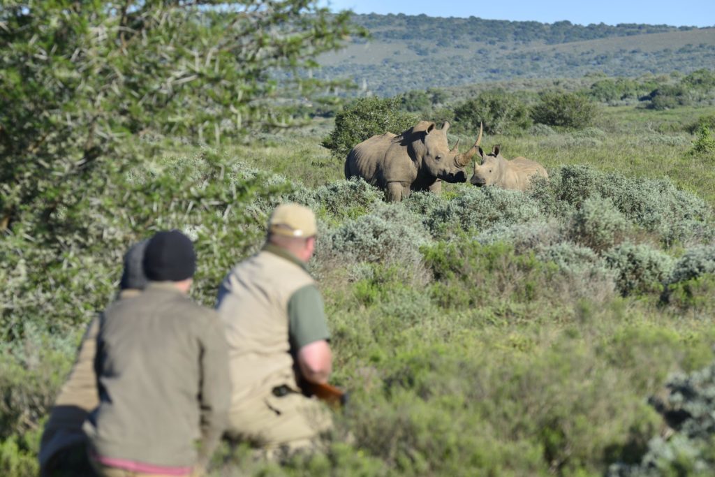 Walking safari, Shamwari Private Game Reserve, South Africa
