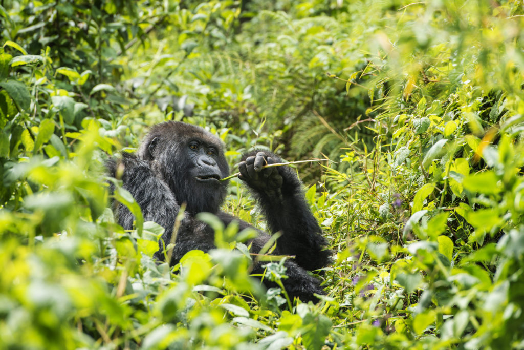 Mountain gorilla, Volcanoes National Park, Rwanda