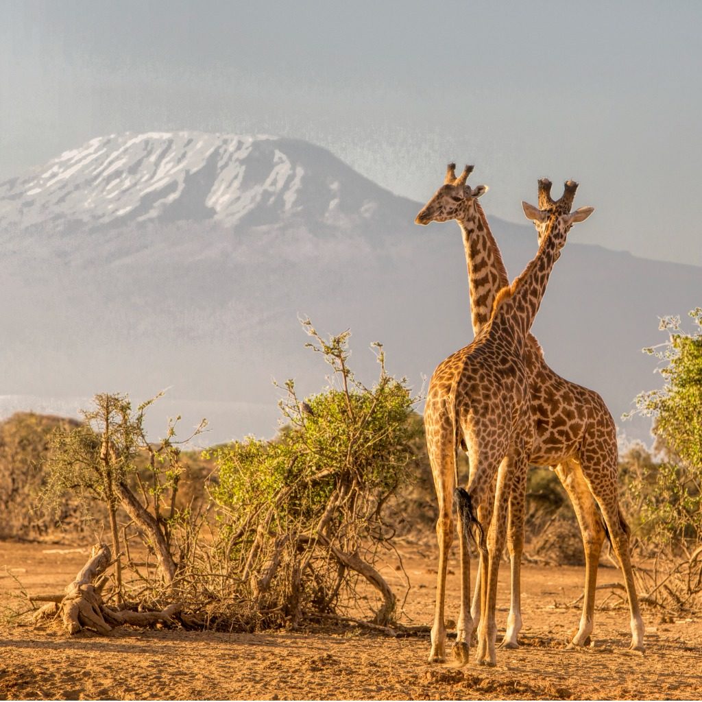 Pair of giraffes with Mount Kilimanjaro in the background, Amboseli National Park, Kenya