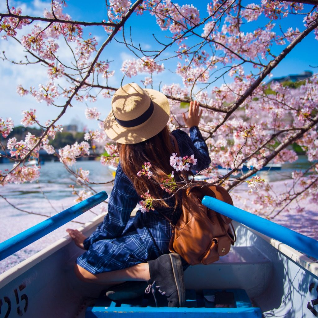 Woman in boat enjoying cherry blossom in Japan