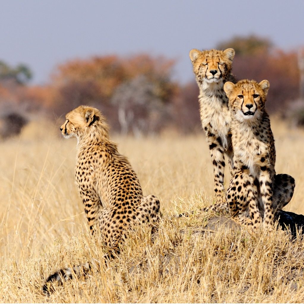 Cheetah cubs sitting on a termite mound, Hwange National Park, Zimbabwe