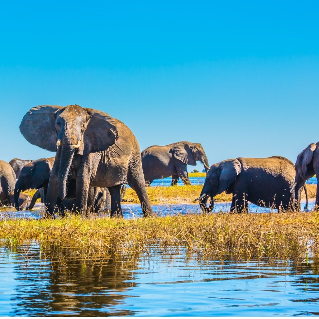 Herd of adult elephants and cubs, Okavango Delta, Botswana