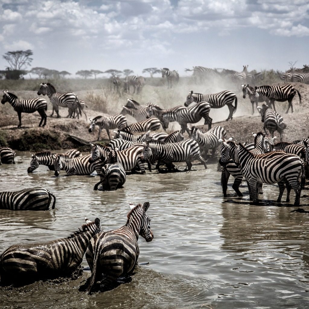 Herd of zebra crossing a river during the Great Migration, Serengeti National Park, Tanzania