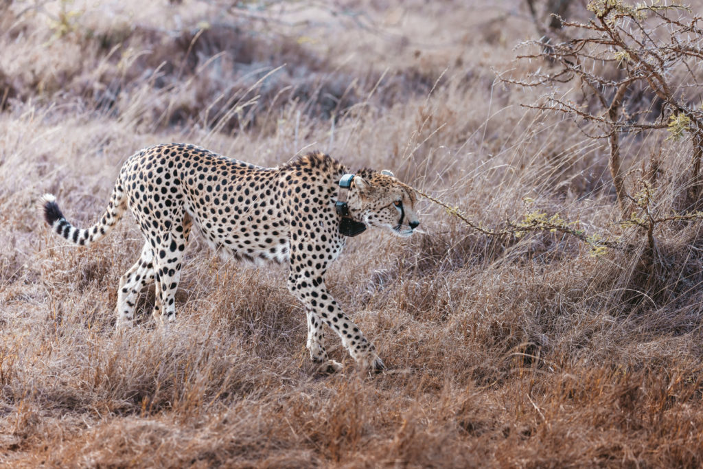 Cheetah tracking, Mugie Conservancy, Laikipia, Kenya