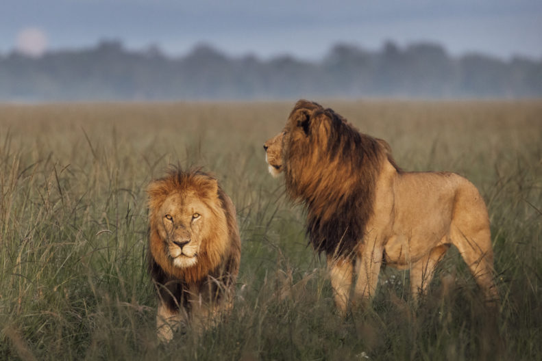 Male Lions, Maasai Mara, Kenya