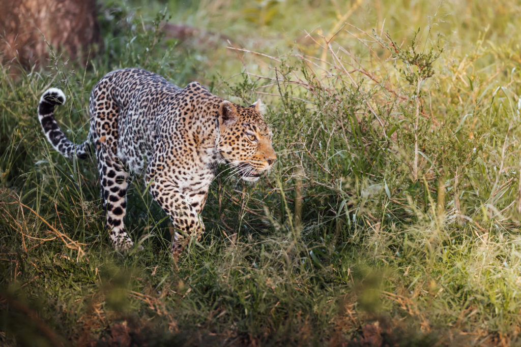 Romi the leopard, Maasai Mara, Kenya