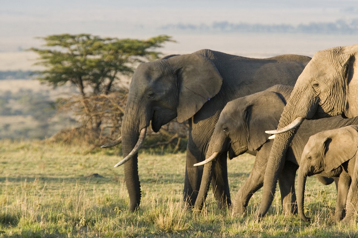 A herd of African elephants.