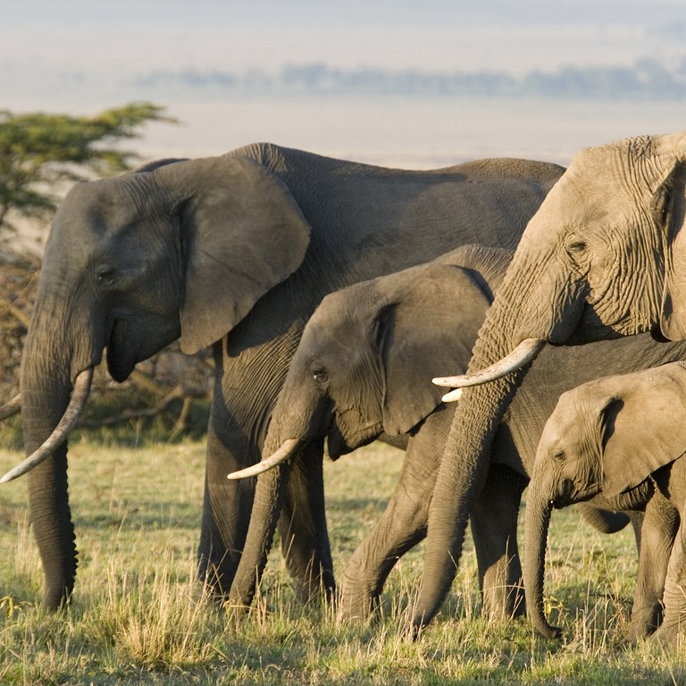 A herd of African elephants.